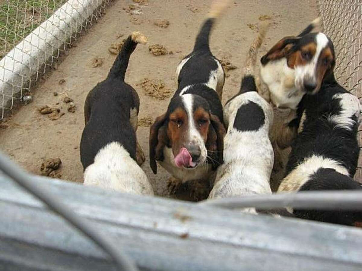 The tale of the Great Basset Hound Rescue