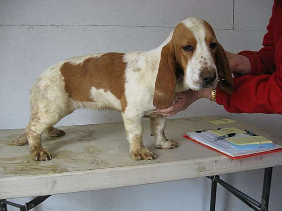 female basset hound for sale
