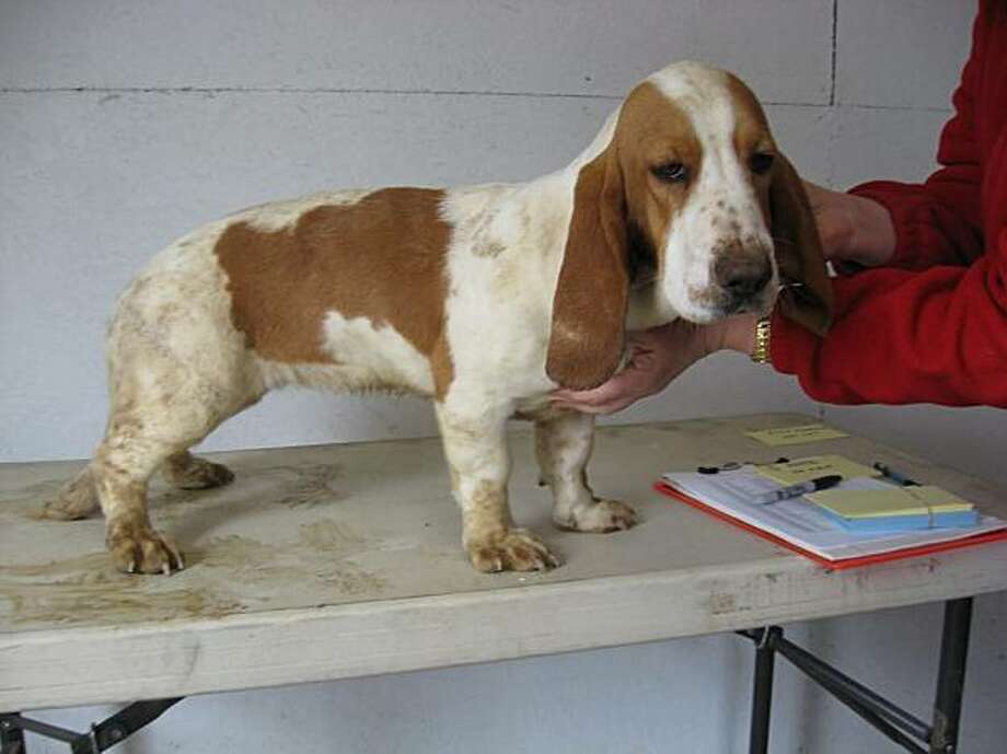 The tale of the Great Basset Hound Rescue SFGate