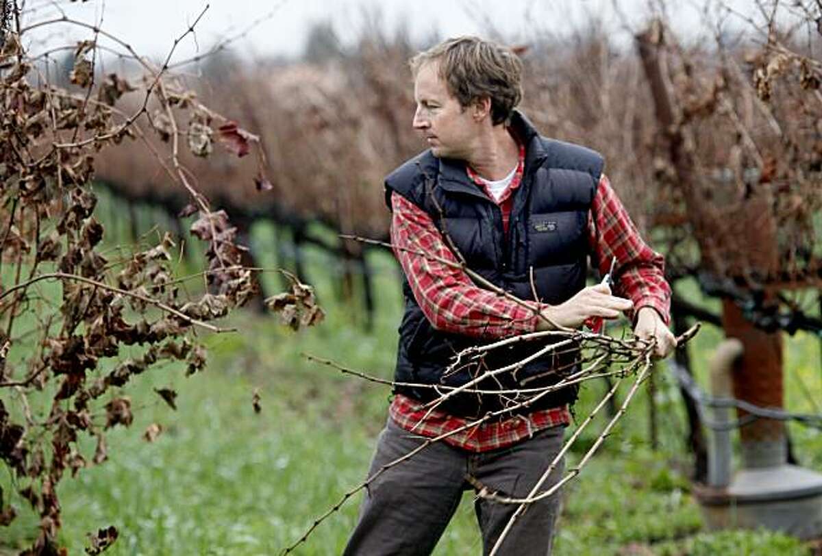 Matthiasson prunes some Merlot vines on his property. Steve Matthiasson works for other wineries by day but makes his own special red and white blends that have been well received.