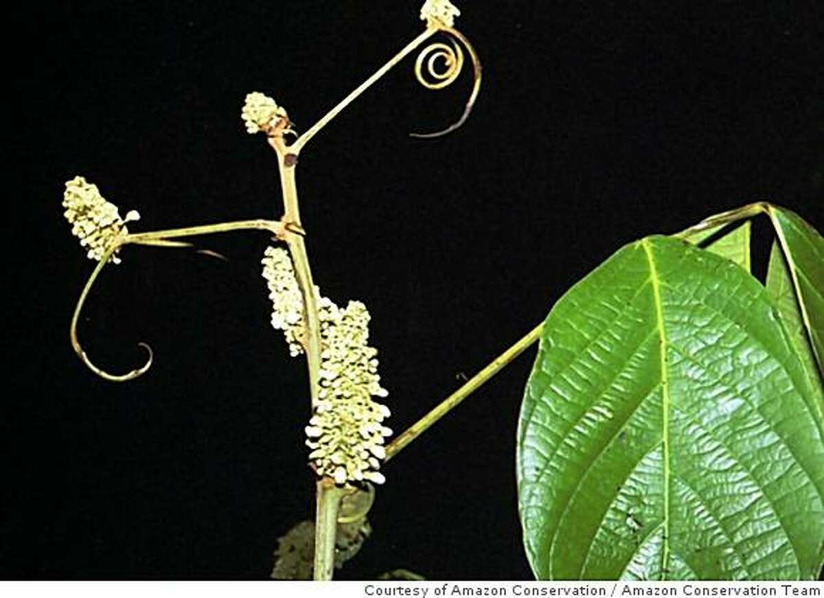 The yoco (Paullinia yoco) in flower is the keystone species in theOritos rainforest reserve in the Colombian Amazon.