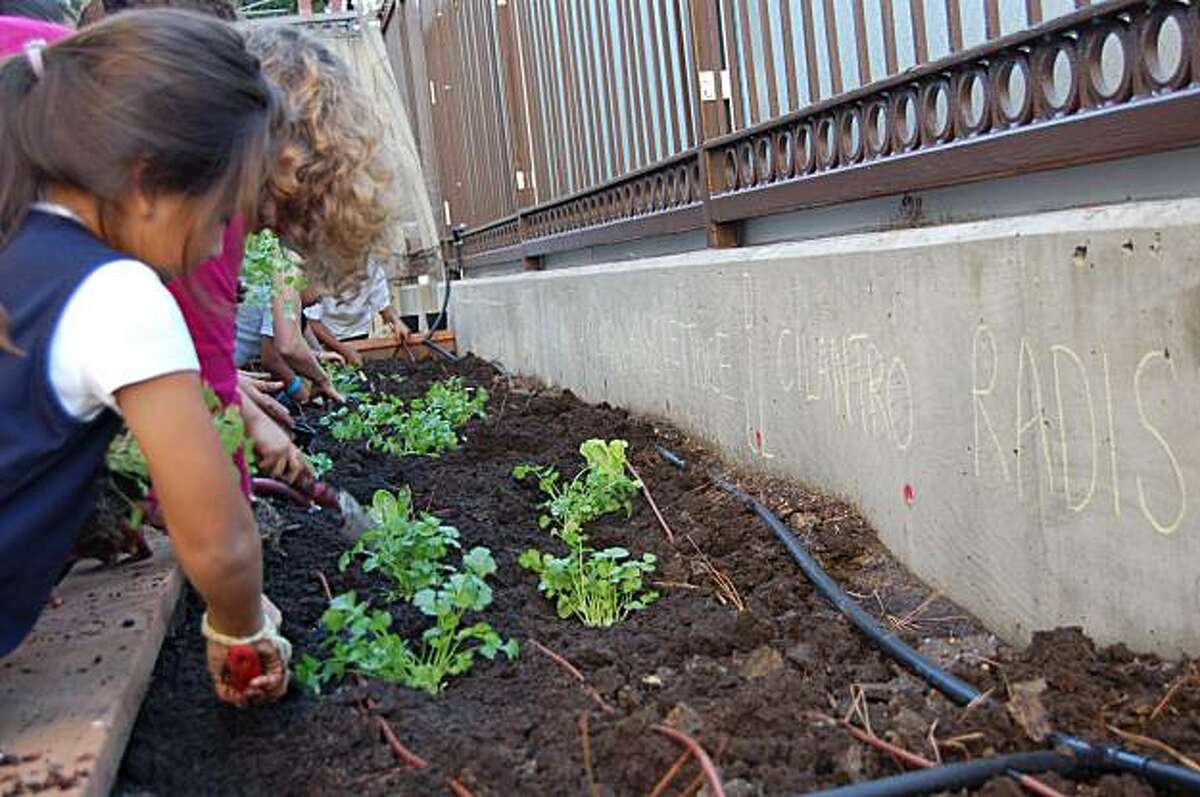 Children from Marshall Elementary School work in the garden at the Mission Branch of the San Francisco Library.