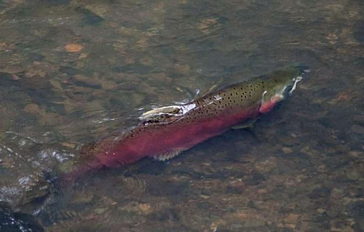 A male coho salmon swims on Monday, Dec. 14, in shallow water of San Geronimo Creek in the Lagunitas Creek watershed.