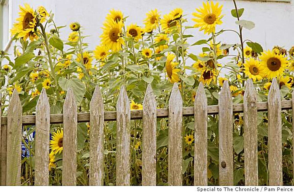 Plenty of cutting flowers can be planted late