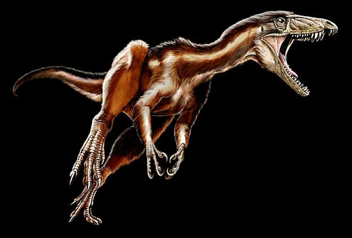 This undated handout artist rendering provided by the National Science Foundation shows the newly discovered Triassic, carnivorous dinosaur, Tawa hallae. Newly described dinosaur fossils from New Mexico are helping scientists better understand the early development of these ancient creatures. The six-to-12 foot long, meat-eating creature, Tawa hallae, is described in Friday's edition of the journal Science.