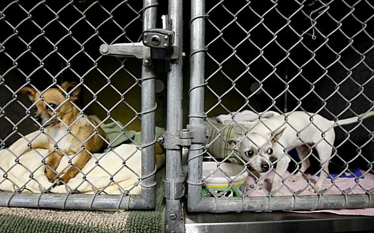 Two chihuahuas wait in smaller pens, away from the large dogs, for the time they can be adopted. There has been an increase in the numbers of chihuahuas and other small dogs at animal shelters like the Berkeley animal shelter.