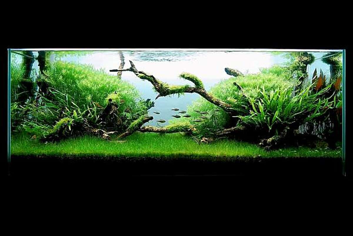 Aquascaping In The New Age Of Aquarium