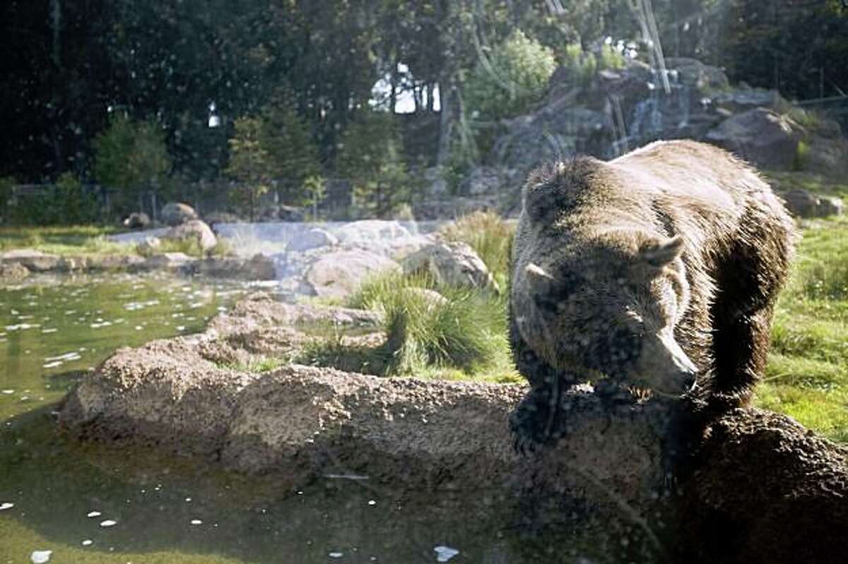 View Zoo Animals Released During Riot Images