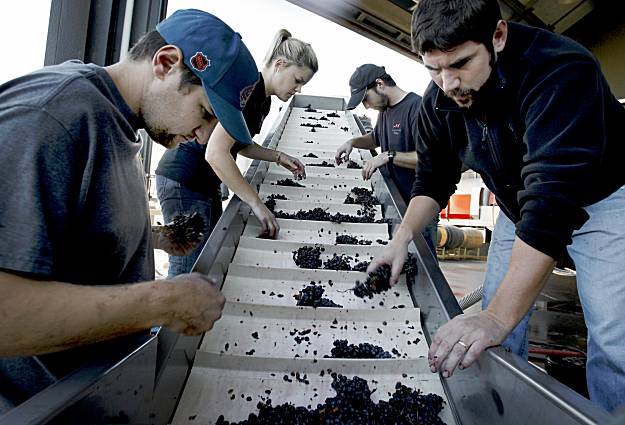 Interns Add A Global Vibe To Wine Country