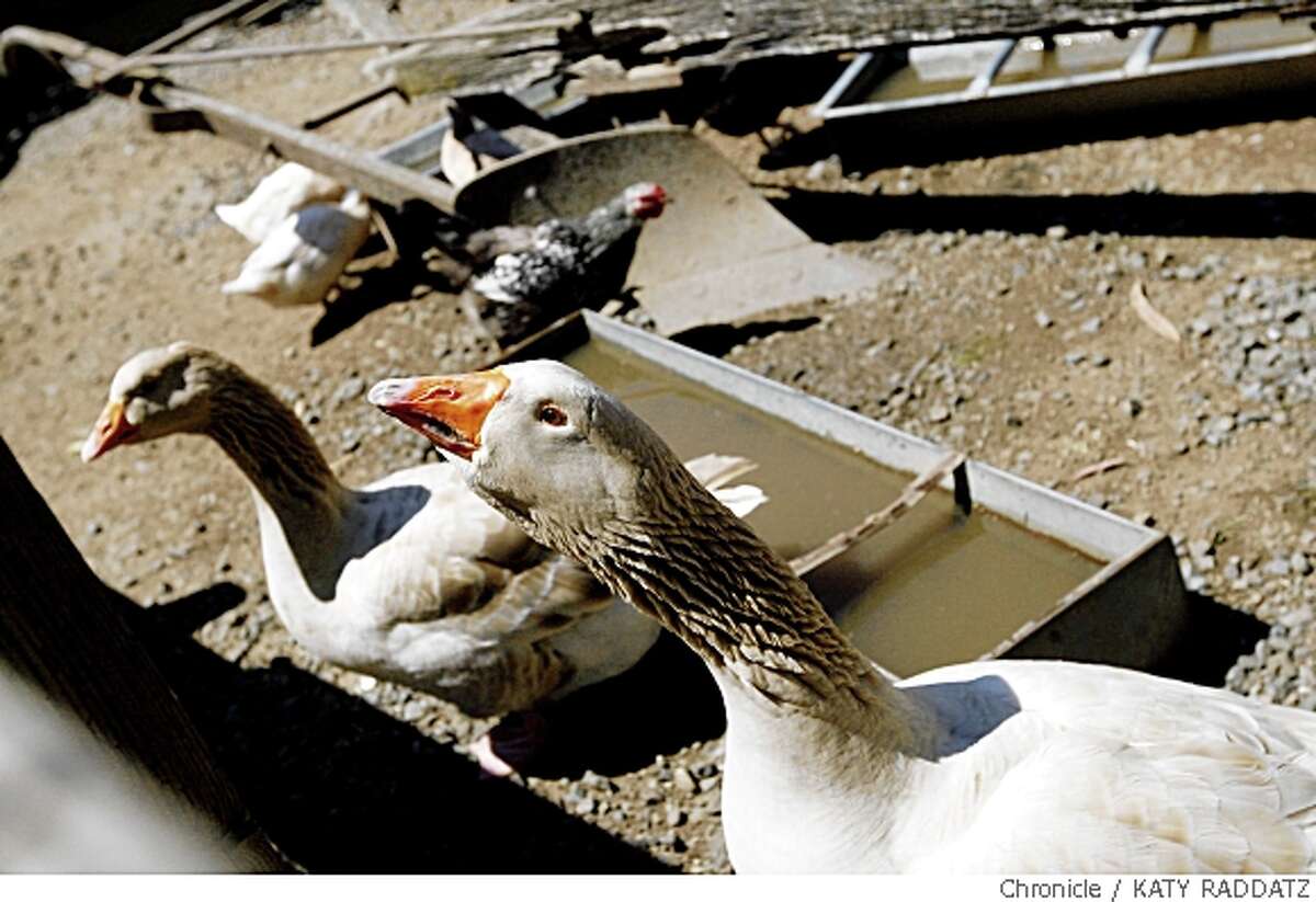 The geese, hoping for a child with a celery stick, at Tilden Little Farm in Tilden Park, a great, free place for kids, in Berkeley, Calif. on Thursday May 22, 2008.Katy Raddatz / The San Francisco Chronicle