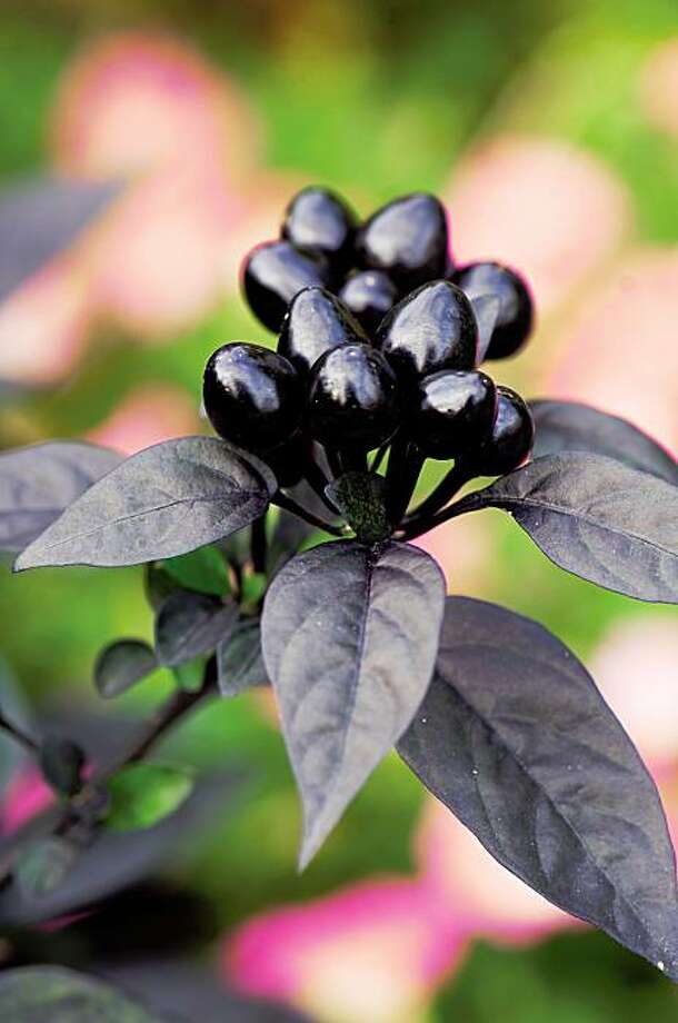 'Black Plants' lists 75 picks for a dark garden SFGate