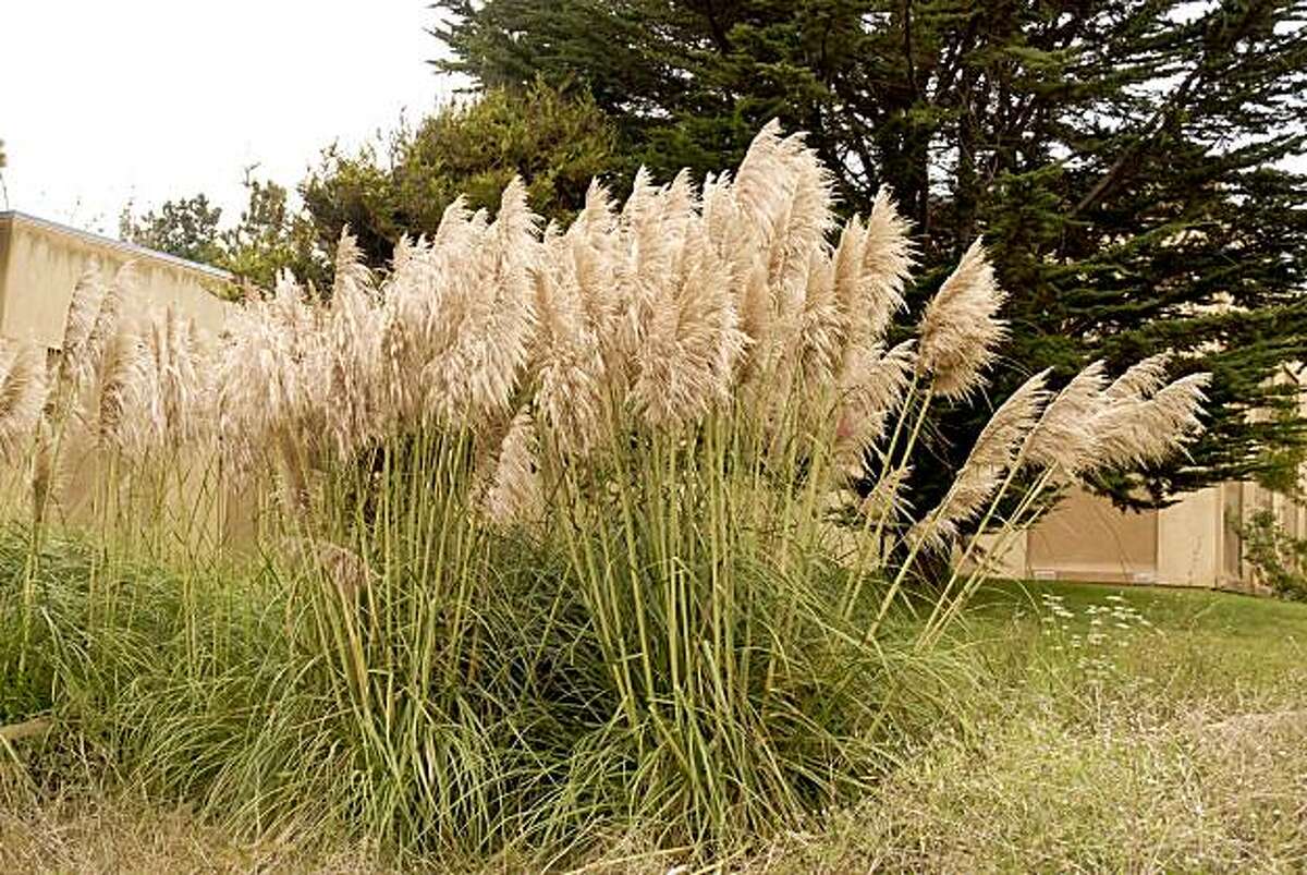 The wildland weed Jubata grass, one kind of pampas grass, is often found near human habitation, where fire would be extremely dangerous.