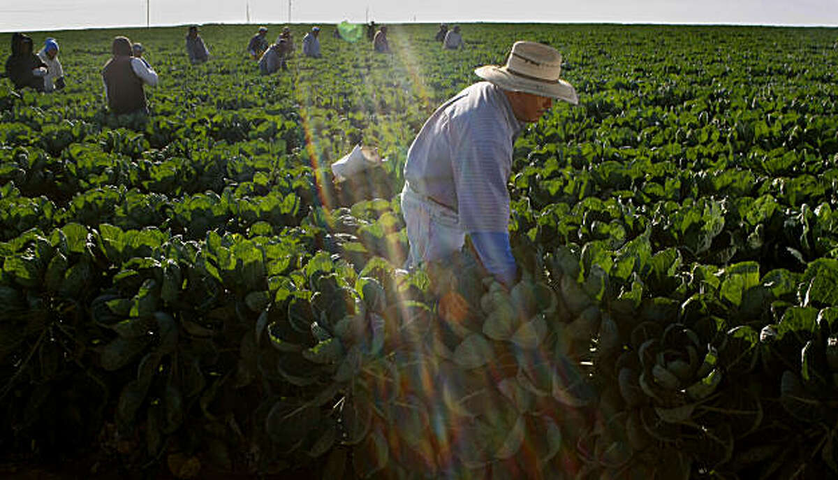 Rosalino Mojico works in a brussels sprout field in Watsonville.