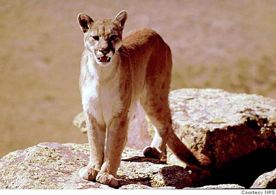 Mountain lion attacks on humans are rare - SFGate