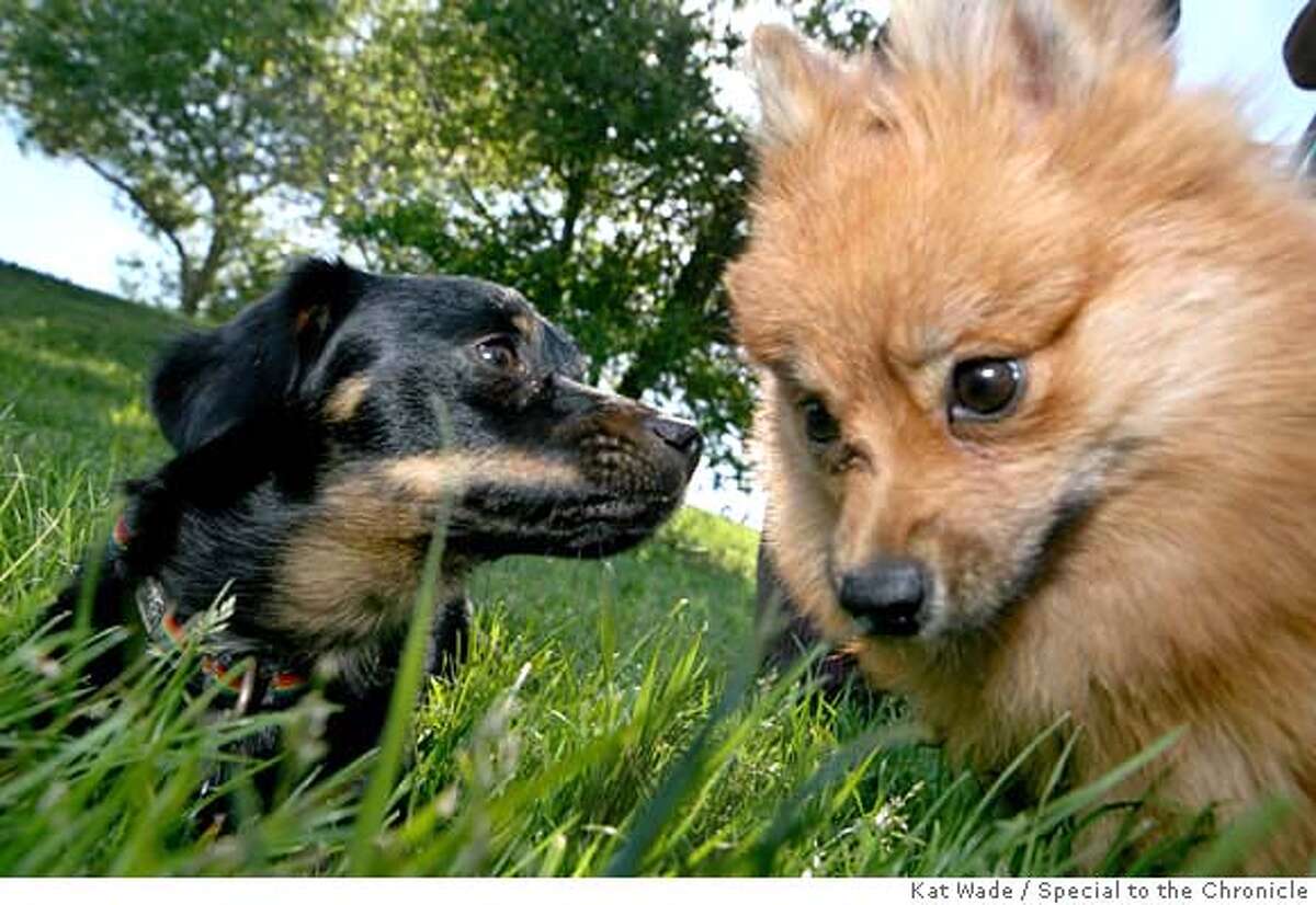 ###Live Caption:Mishki, thought to be a chi hua hua/datsun mix and Lulu, a pomeranian play together off leash in Point Isabel Regional Shoreline Park in Richmond, Calif. on Monday, April 28, 2008. Photo by Kat Wade / Special to the Chronicle###Caption History:Mishki, thought to be a chi hua hua/datsun mix and Lulu, a pomeranian and play together off leash in Point Isabel Regional Shoreline Park in Richmond, Calif. on Monday, April 28, 2008. Photo by Kat Wade / Special to the Chronicle###Notes:###Special Instructions:Mandatory Credit for photographer and S.F. CHRONICLE/No Sales - mags out