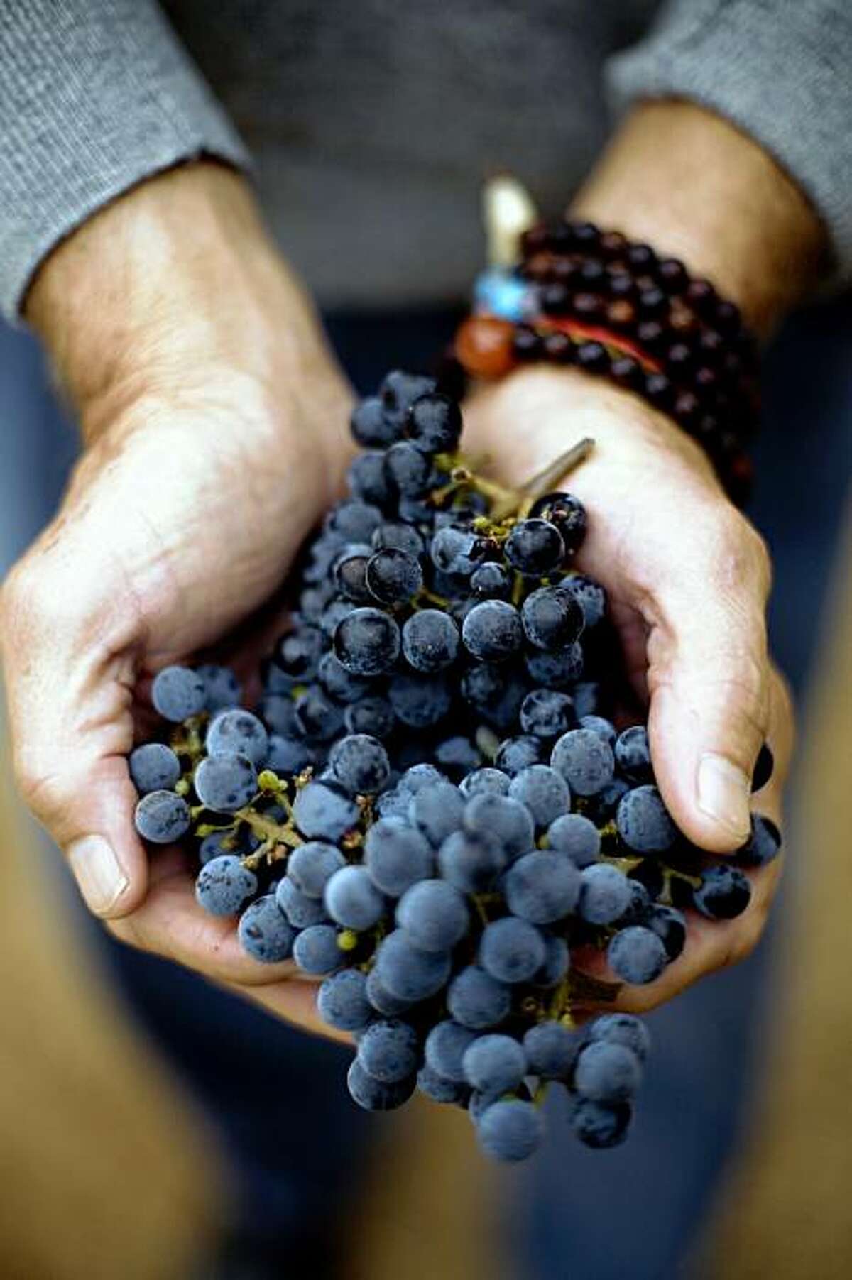 Vintner Dick Grace, of Grace Family Vineyards, in St. Helena, who created the first cult Cabernet, is a practicing buddhist who has been sober for 21 years, holds cabernet grapes, on Monday, August 31, 2009. Prayer beads wrap his right wrist.