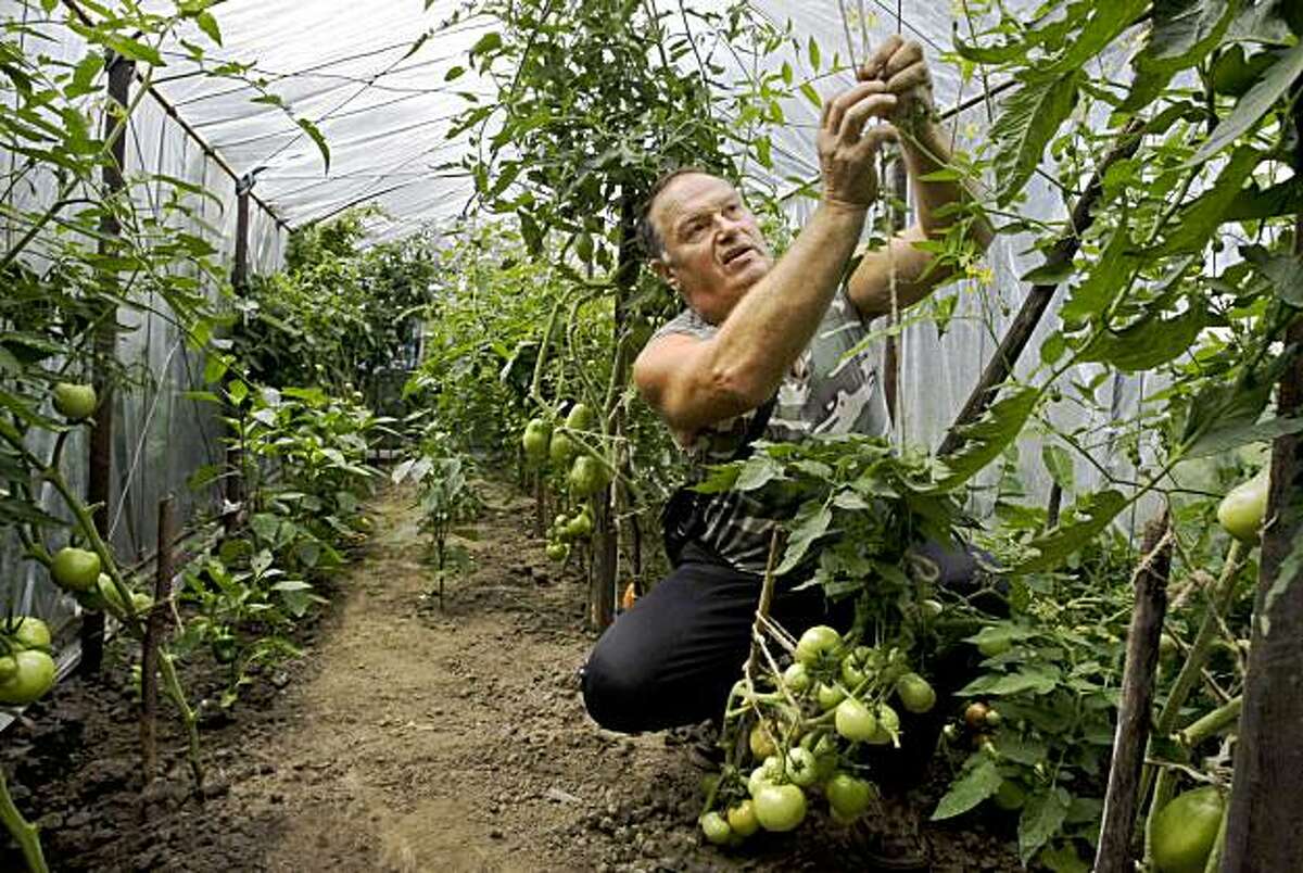 This Aug. 5, 2009 photo shows Alexander Gorbachev, 59, setting up tomatoes at his dacha near Yasnogorsk, Russia. The Yasnogorsk Machine-Building Factory stamped out thousands of pounds of steel and iron into parts for wagons, pumps and locomotives for Russia's mining industry, but the factory that this town grew up around, is on its last breath, choked by a global recession that has shaken Russia to the core. (AP Photo/Misha Japaridze)