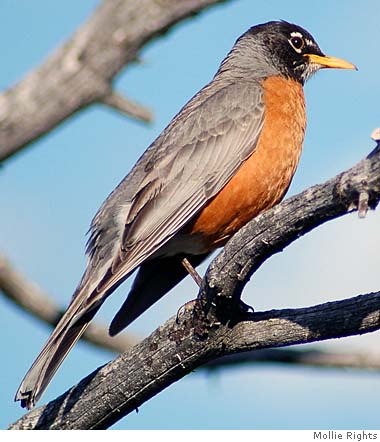 Dawn chorus of birds makes spring really sing