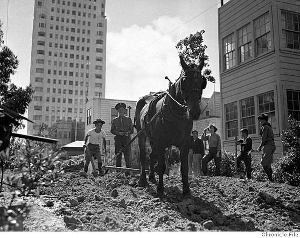 Bring back the WWIIera victory garden