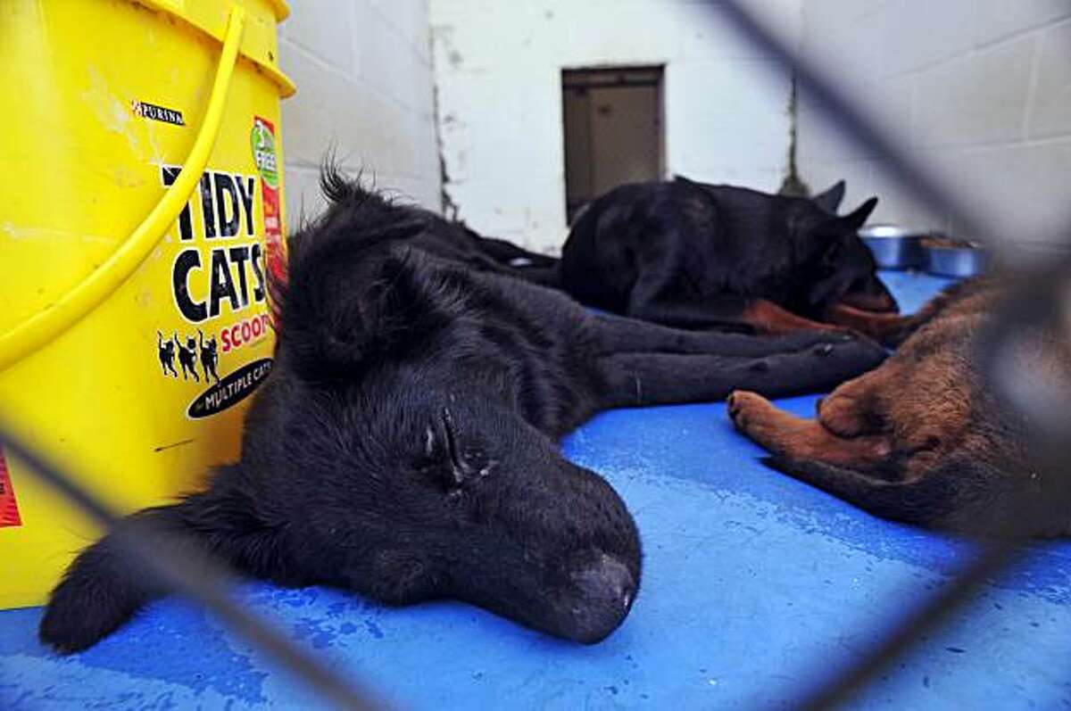Man died fighting off dogs that mauled wife Man died fighting off dogs that mauled wife