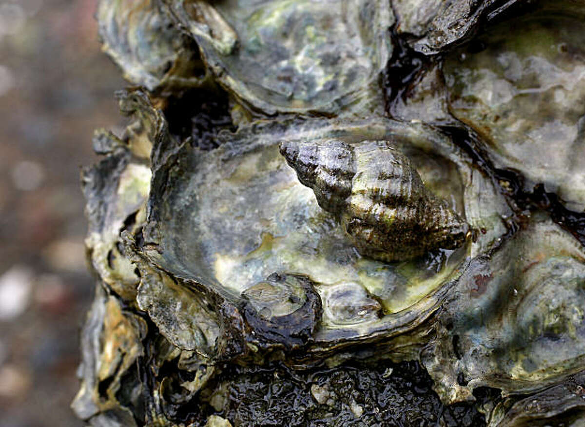 Snails threaten Tomales Bay Olympia oysters