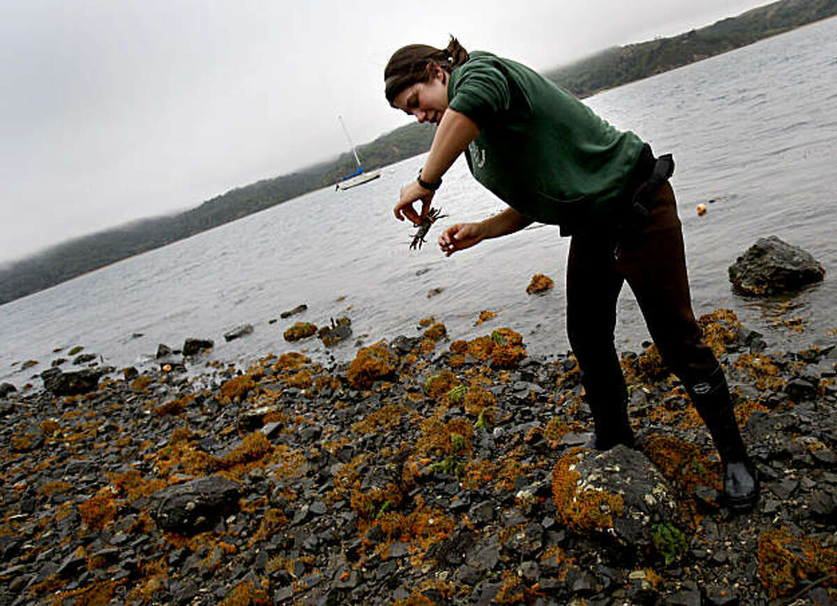 UC Davis Ecology graduate student Anna Deck finds a crab native to these waters as she does her oyster research. She is surrounded by a non-native sponge which has showed up on the shores. Invasive species are killing native Olympia oysters in Tomales Bay. A predatory whelk snail devastates oysters by boring into their shells and digesting the soft tissue inside.