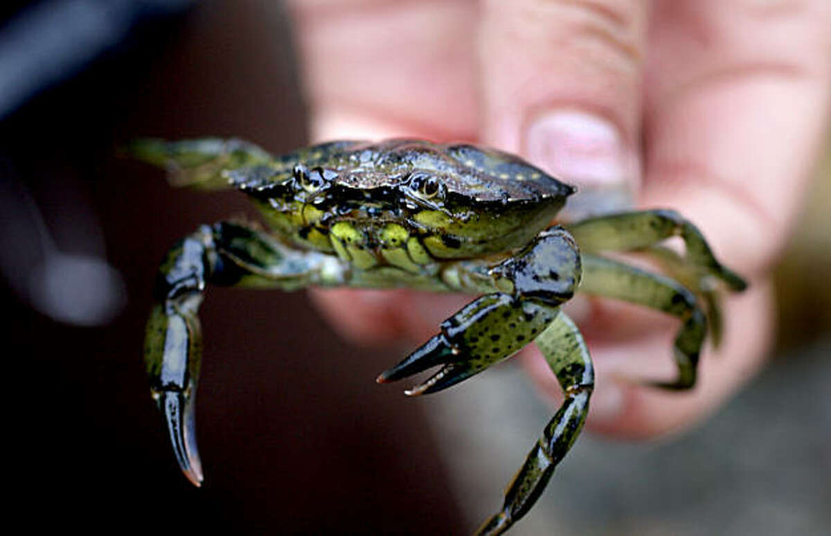 The green crab, another non-native invasive species in Tomales Bay, has scientists worried. Invasive species are killing native Olympia oysters in Tomales Bay. A predatory whelk snail devastates oysters by boring into their shells and digesting the soft tissue inside.