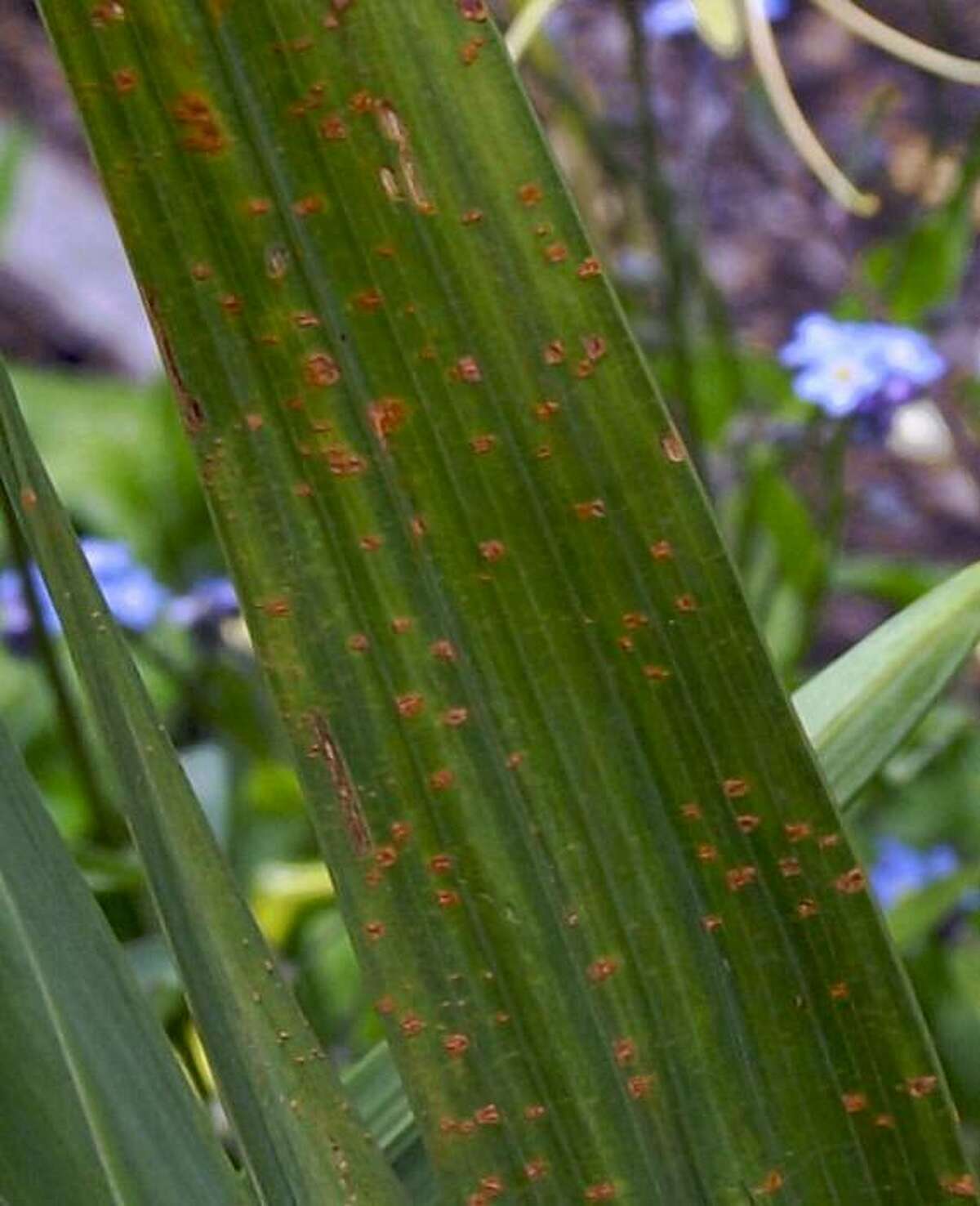 Gladiolus rust disease a serious threat
