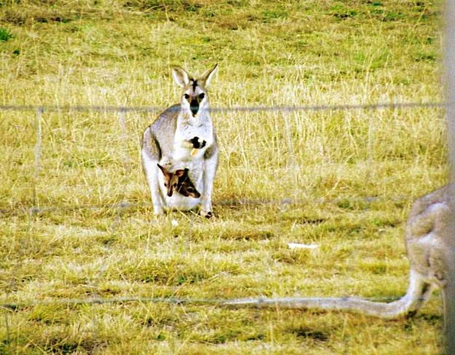 Rare twins fill Wallaby's pouch in Australia SFGate