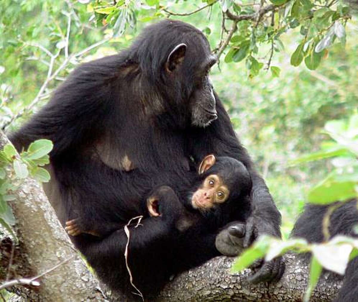 In this March 7, 2006, handout photo provided by Nature magazine, Chimp 099 is shown with her daughter in Gombe National Park, Tanzania. Ch-099, first sampled in 2003, was infected with SIVcpz from the onset of the study. She died in November 2006 from complications of a spinal cord injury. Her body, recovered shortly after her death, was one of three bodies of SIVcpz infected chimpanzees that were subject to post-mortem analysis. (AP Photo/Michael L. Wilson, Nature)