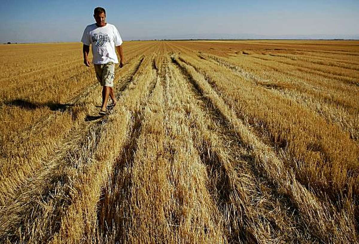 Todd Allen, on Tuesday June 30, 2009, in Mendota, Calif., looking over his field of wheat he had to let die after his water allotment ran out and was unable to bring to harvest. He planted 375 acres of wheat was able to harvest only 40 acres due to the water shortage.