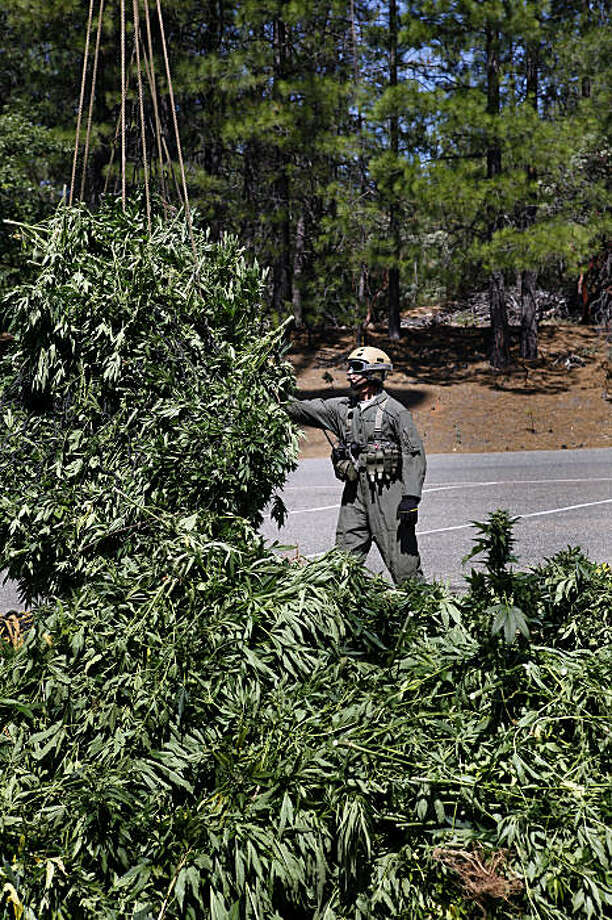 Mexican growers having big pot year in state SFGate