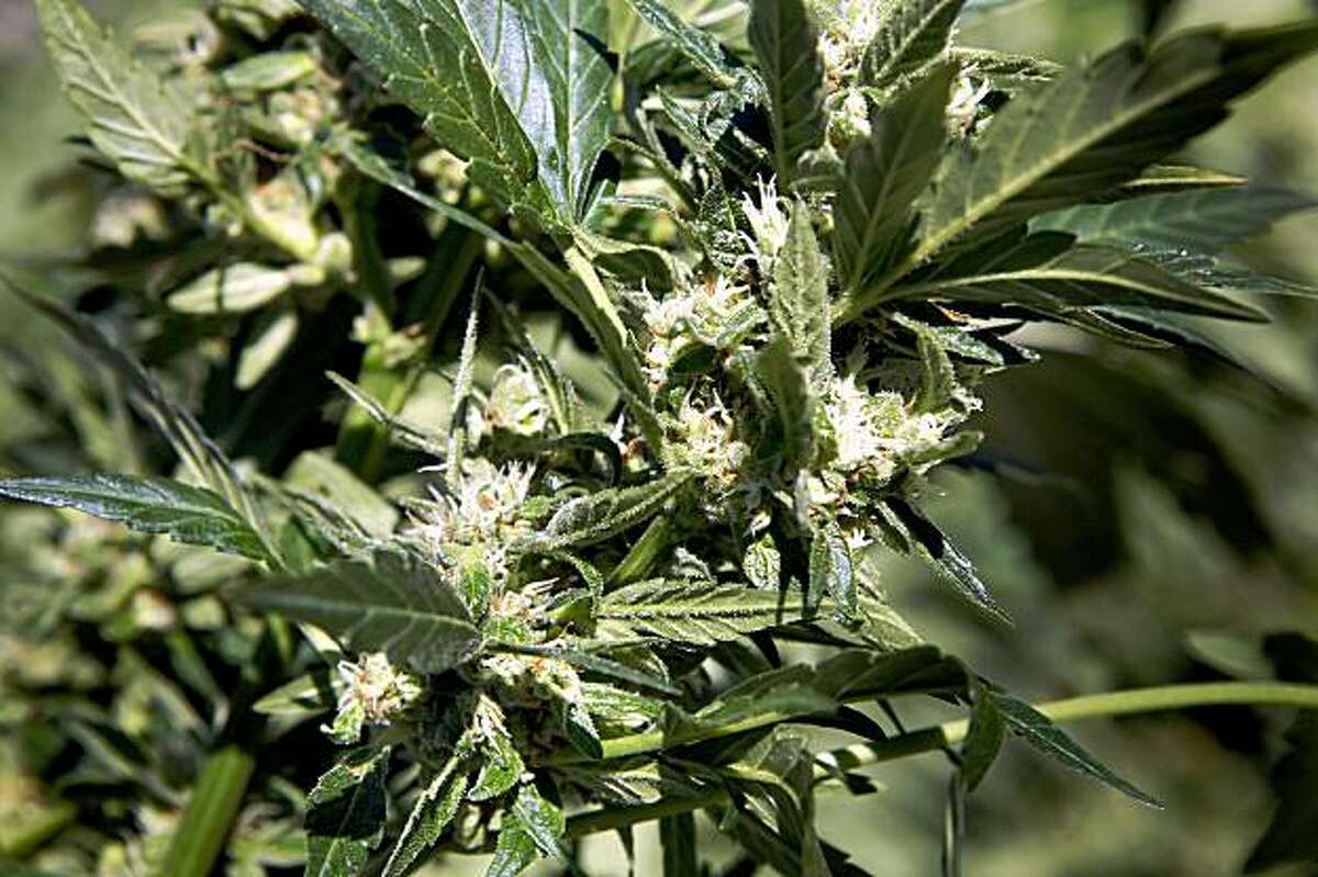 Mexican Growers Having Big Pot Year In State