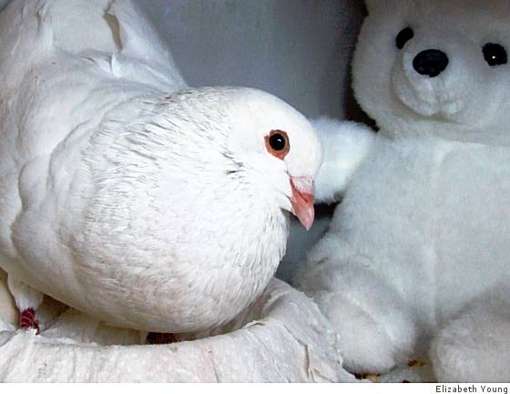 Once Terrified Rescued Pigeon Impossibly Cute