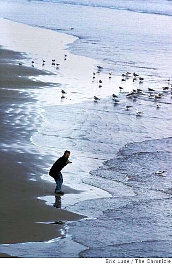 Birds Defenders Want Off Roaders Beach Sfgate Pismo Beach Photo Eric Luse The Chronicle
