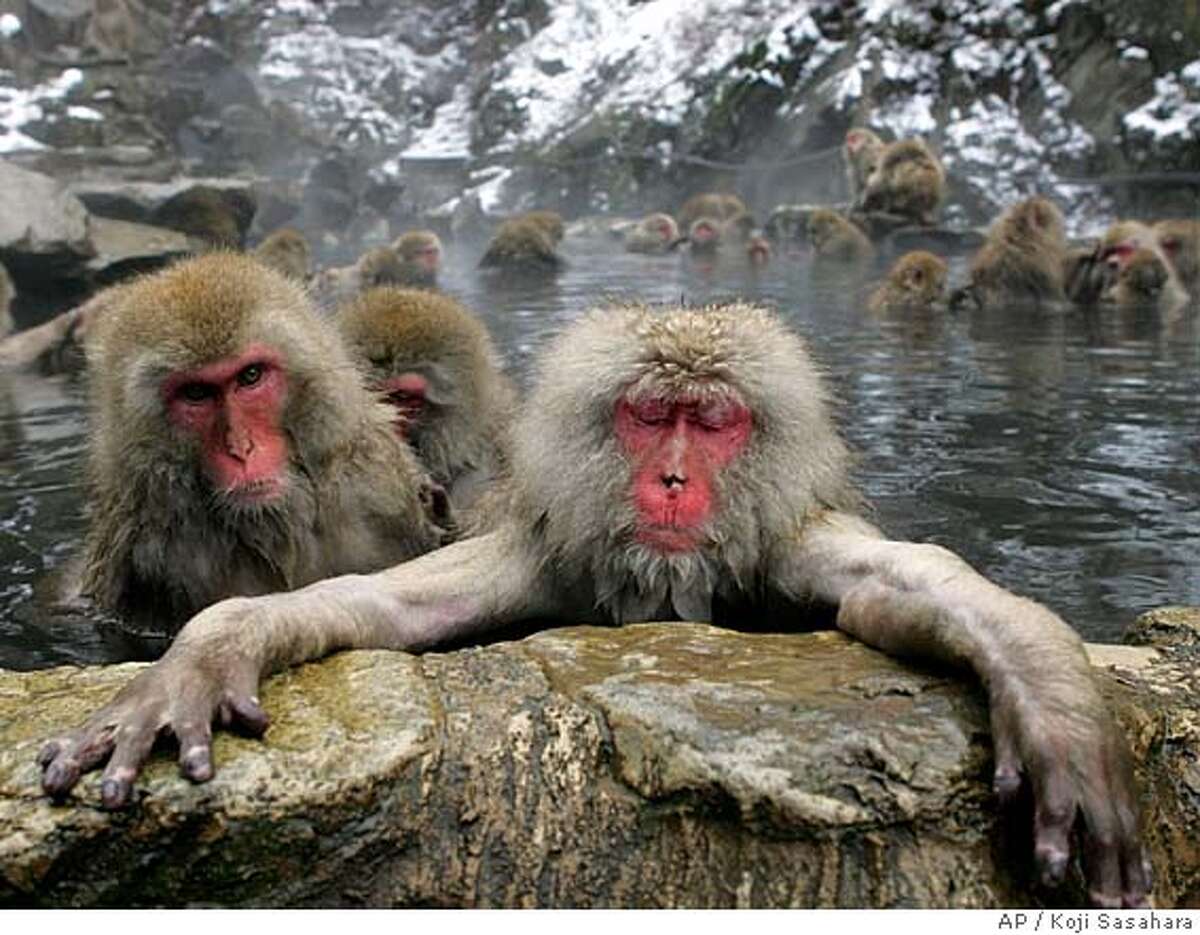 TRAVEL SNOW MONKEYS -- Japanese Macaque monkeys dip in a hot spring in the snow at Jigokudani Wild Monkey Park in Yamanouchi, Nagano prefecture, central Japan, Monday, Dec. 6, 2004. Some 250 monkeys in two groups, inhabit the nearby mountains and are fed in the park. (AP Photo/Koji Sasahara)