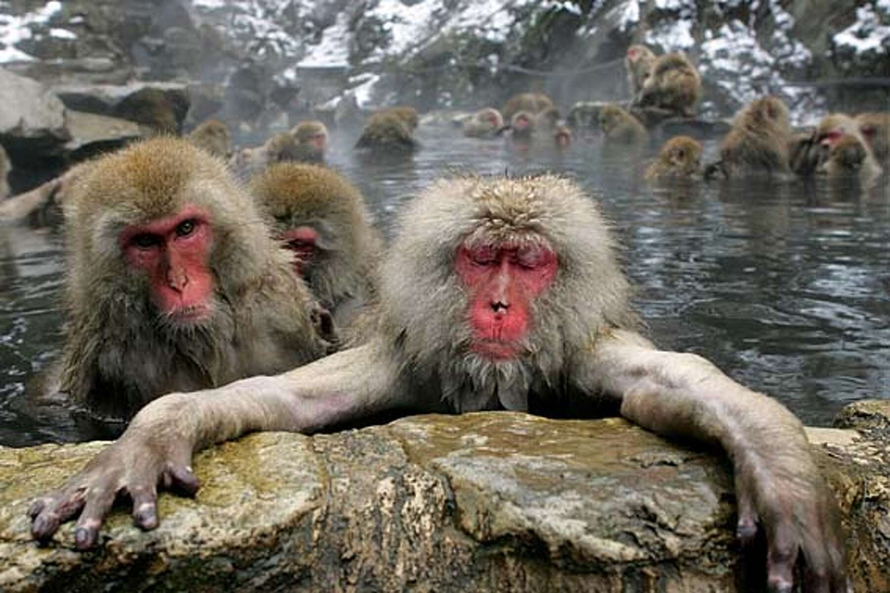 No monkeys like snow monkeys: Soak up Japan's hot-tubbing wildlife