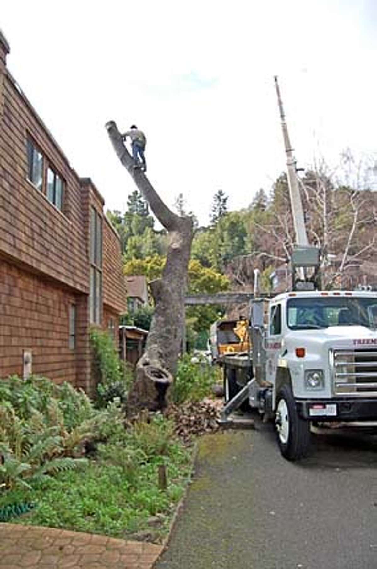 Beware Taking On The Cranky Avocado Tree