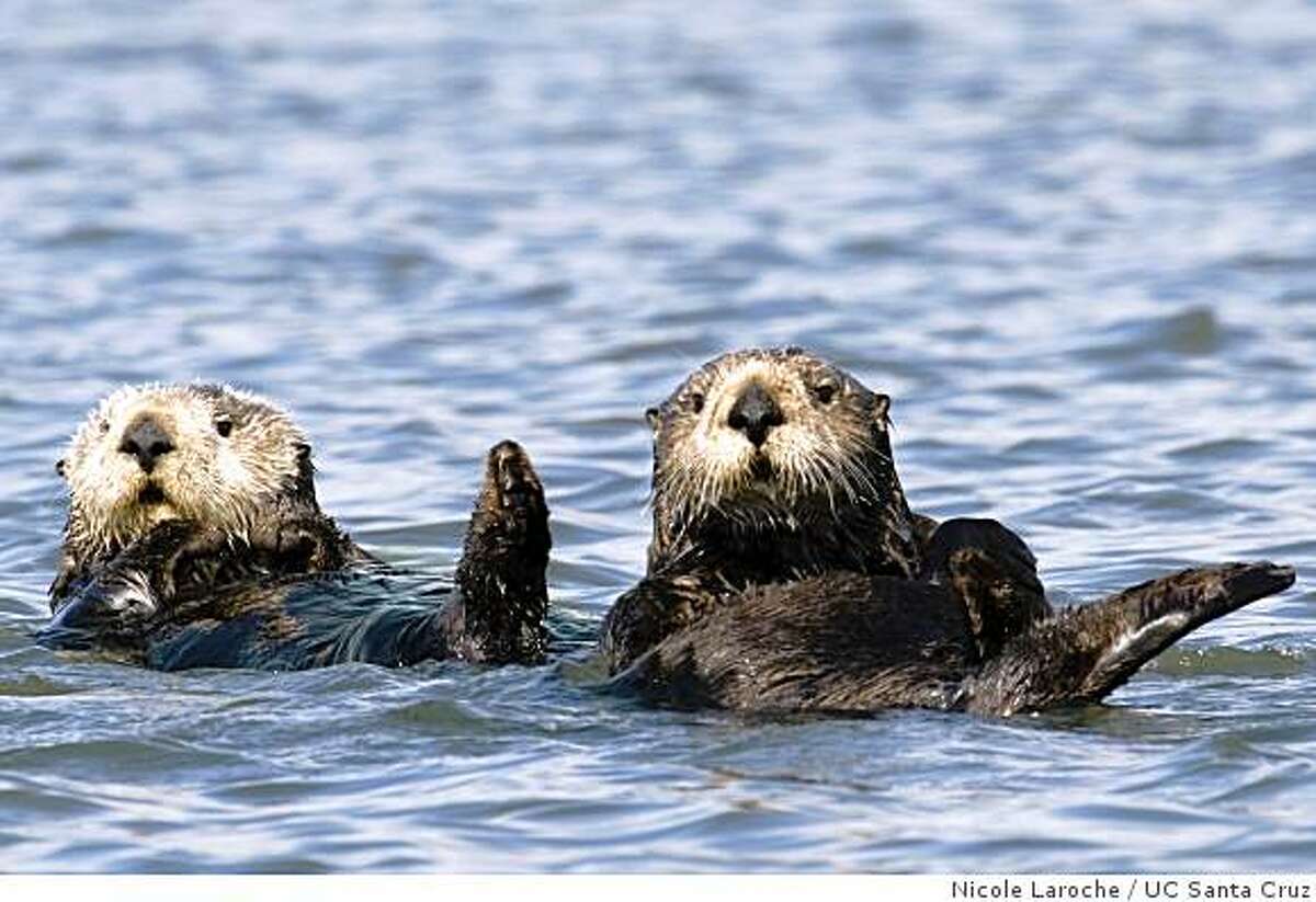 Otter population falls as humans pollute ocean
