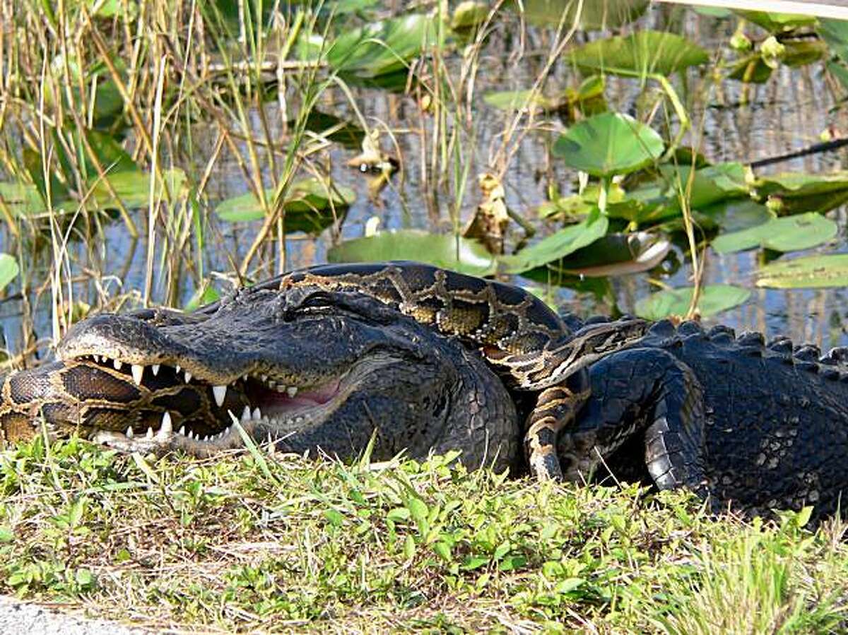 An American alligator and a Burmese python locked in battle at Everglades National Park. This python appears to be losing, but snakes in similar situations have apparently escaped unharmed, and in other situations pythons have eaten alligators. A new USGS study of climate maps shows the Burmese python - an invasive species established in Florida after introduction by reckless humans - could really enjoy the weather and climate in the Bay Area, much of California and the southern part of the country. Courtesy of Lori Oberhofer / National Park Service