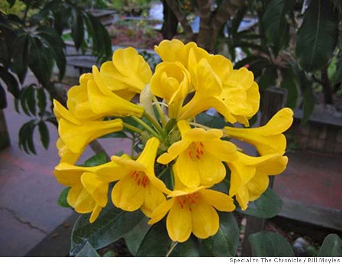 Vireya rhododendrons still prize to behold