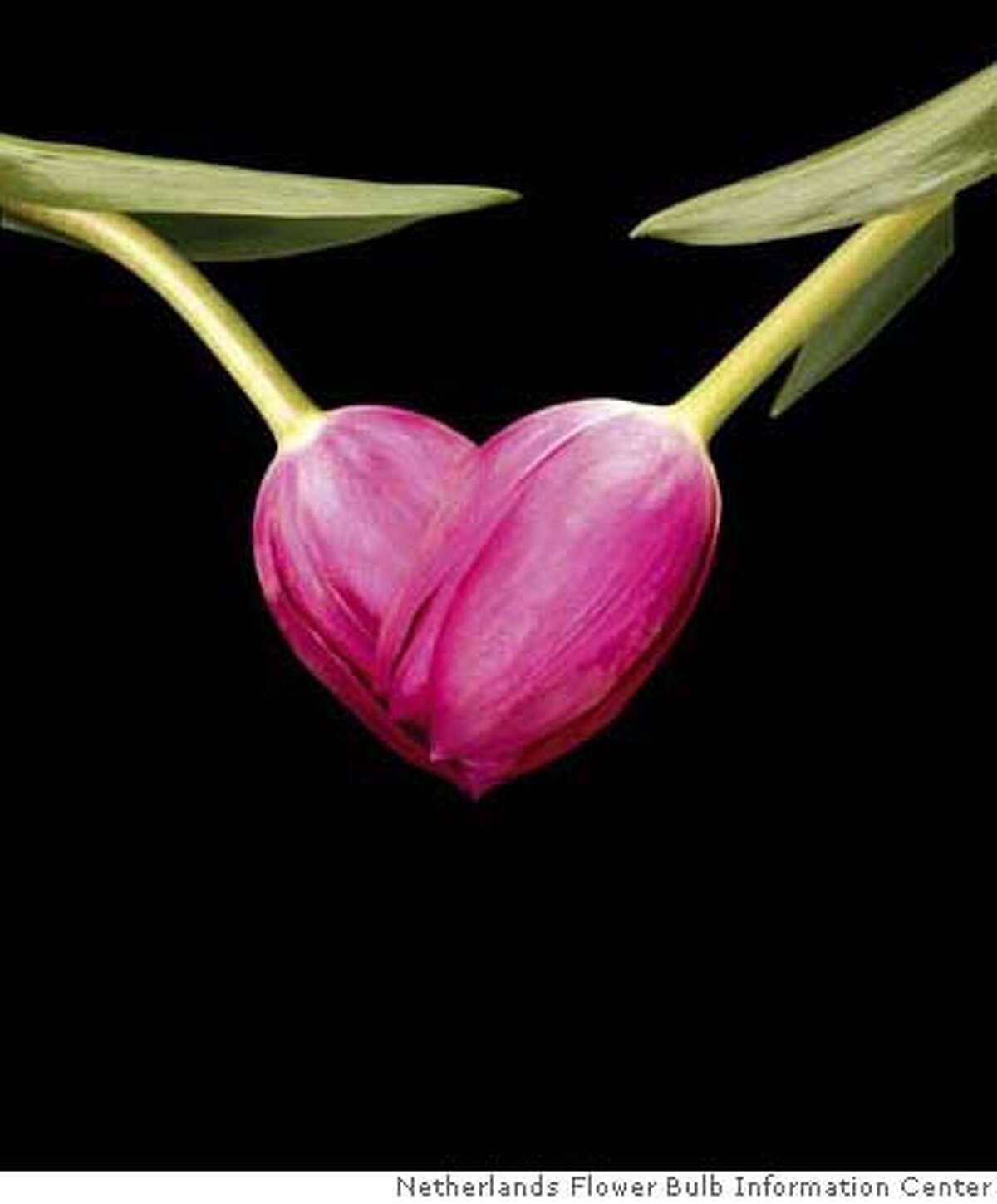 Two tulips meet in a sweet heart shape, too lovely! Guys who visit www.savedbythebud.com will learn how to win hearts and meet girls with cut flowers and potted flowering plants as their allies. The new Web guide from the Netherlands Flower Bulb Information Center in Danby, VT takes a sassy approach to teaching guys everything they need to know about using flowers strategically to improve their love lives. (PRNewsFoto/Netherlands Flower Bulb Information Center) XPRES # SEE STORY 20080124/NYFNSE05-a, NY Media contact: Sally Ferguson, Netherlands Flower Bulb Information Center, +1-802-293-2852, press@bulb.com.