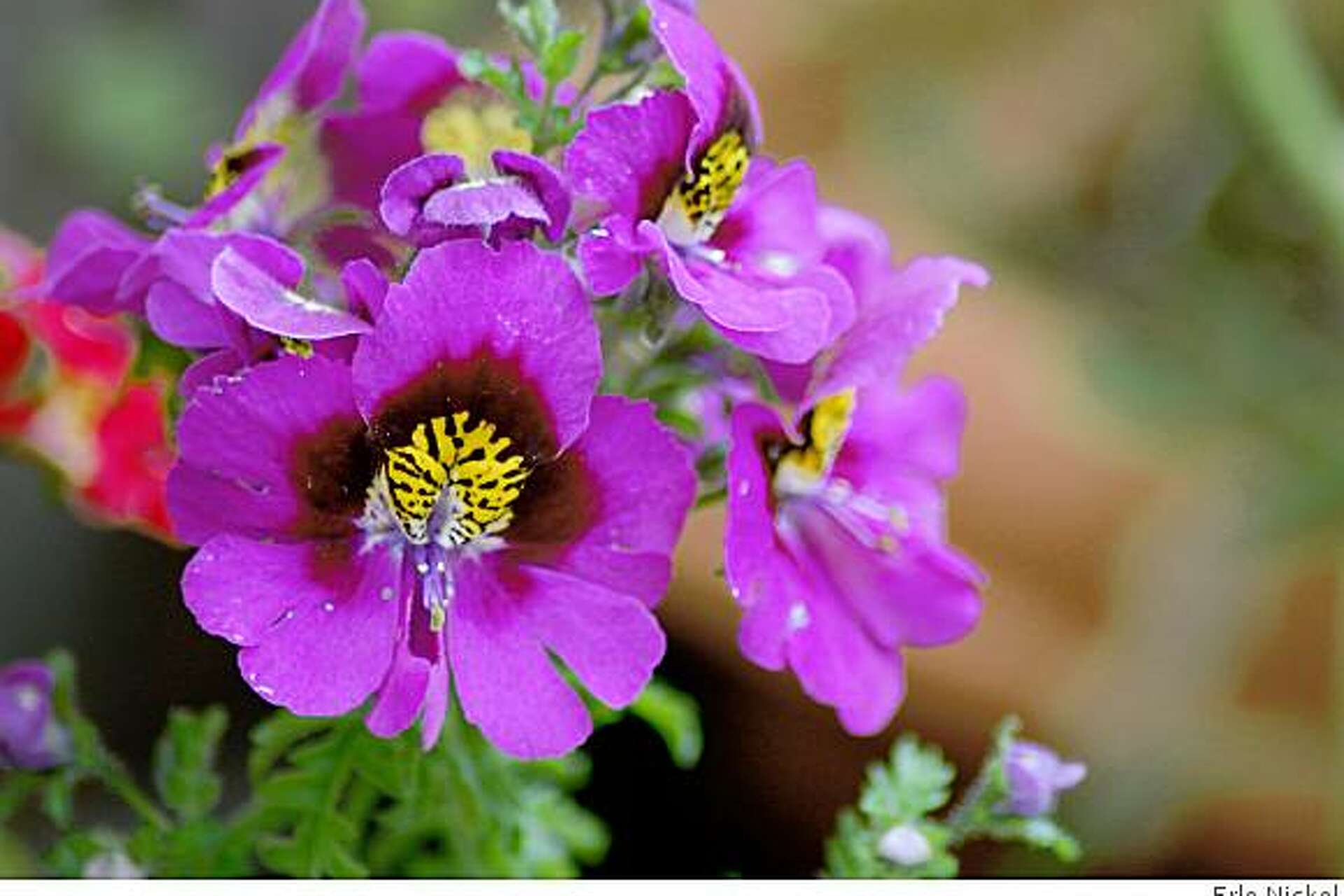 Schizanthus: An annual bursting with color