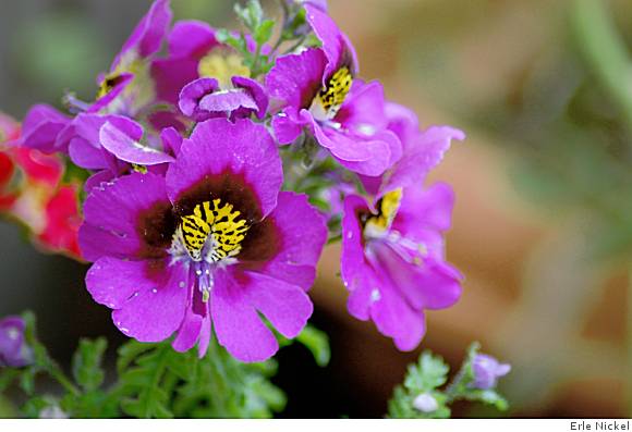 Schizanthus: An annual bursting with color