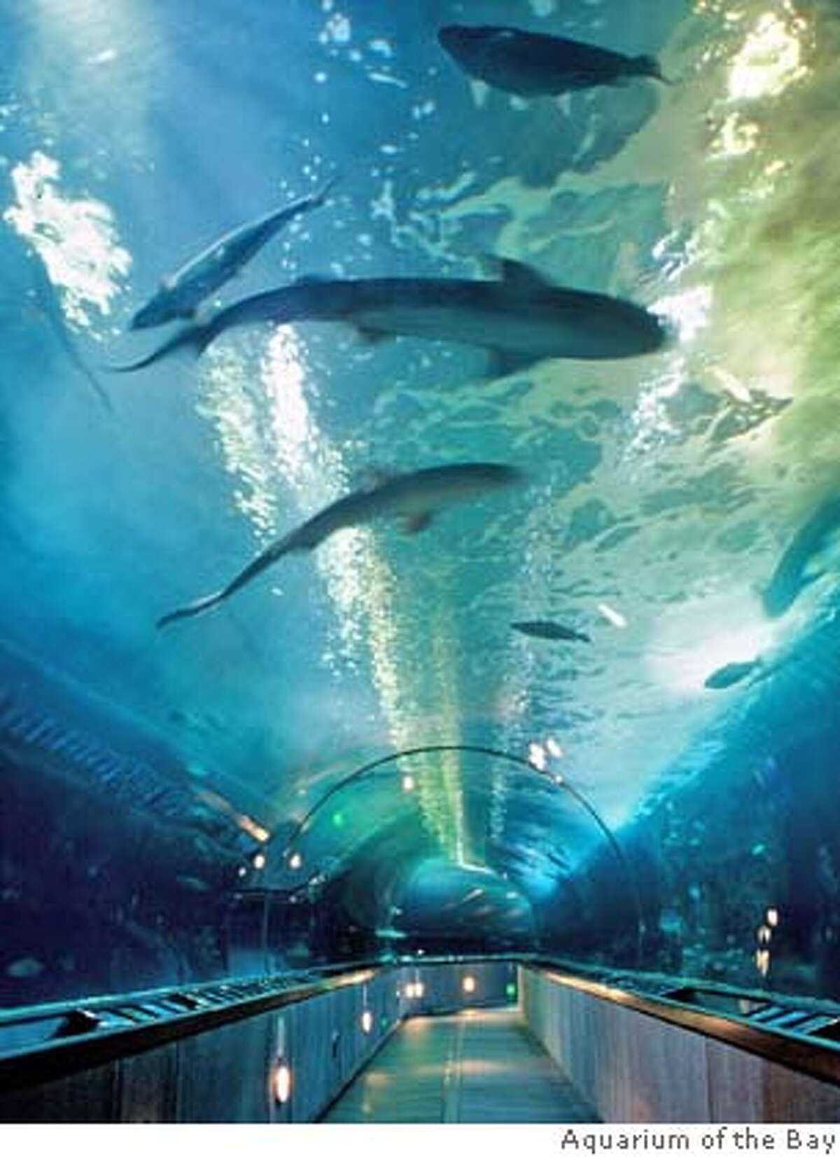 The tunnel at Aquarium of the Bay in SF will have a family sleepover under the shark tank 1/26/2008 Ran on: 01-20-2008 Aquarium of the Bay is hosting a Sleep With the Sharks Family Sleepover on Saturday.