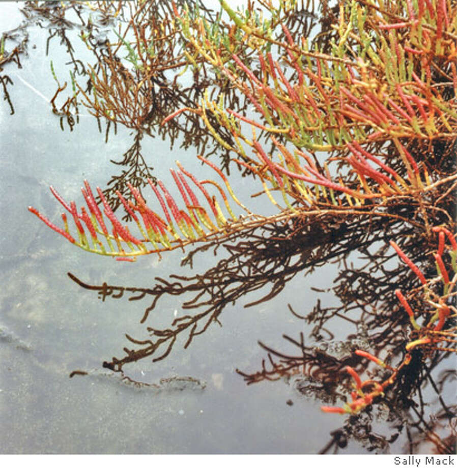 Native pickleweed offers a taste of the wild SFGate