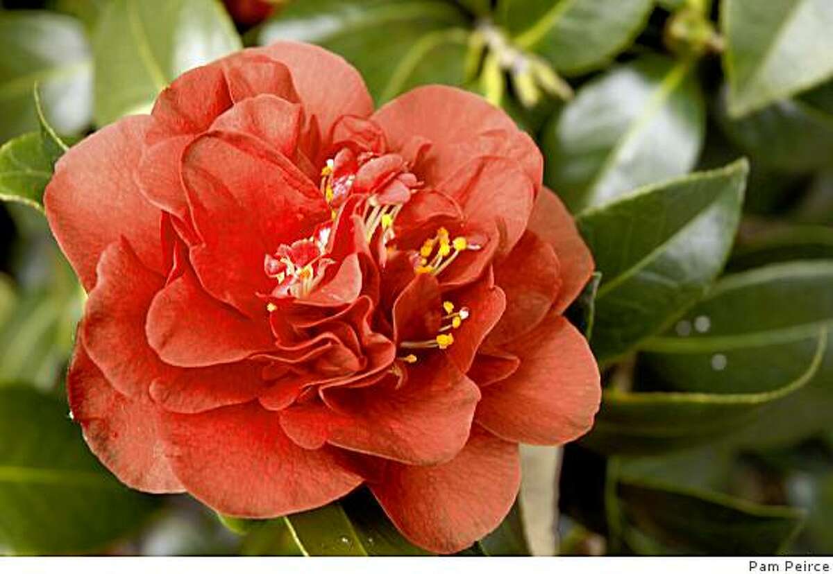 Sunny camellias can keep gardener in the dark