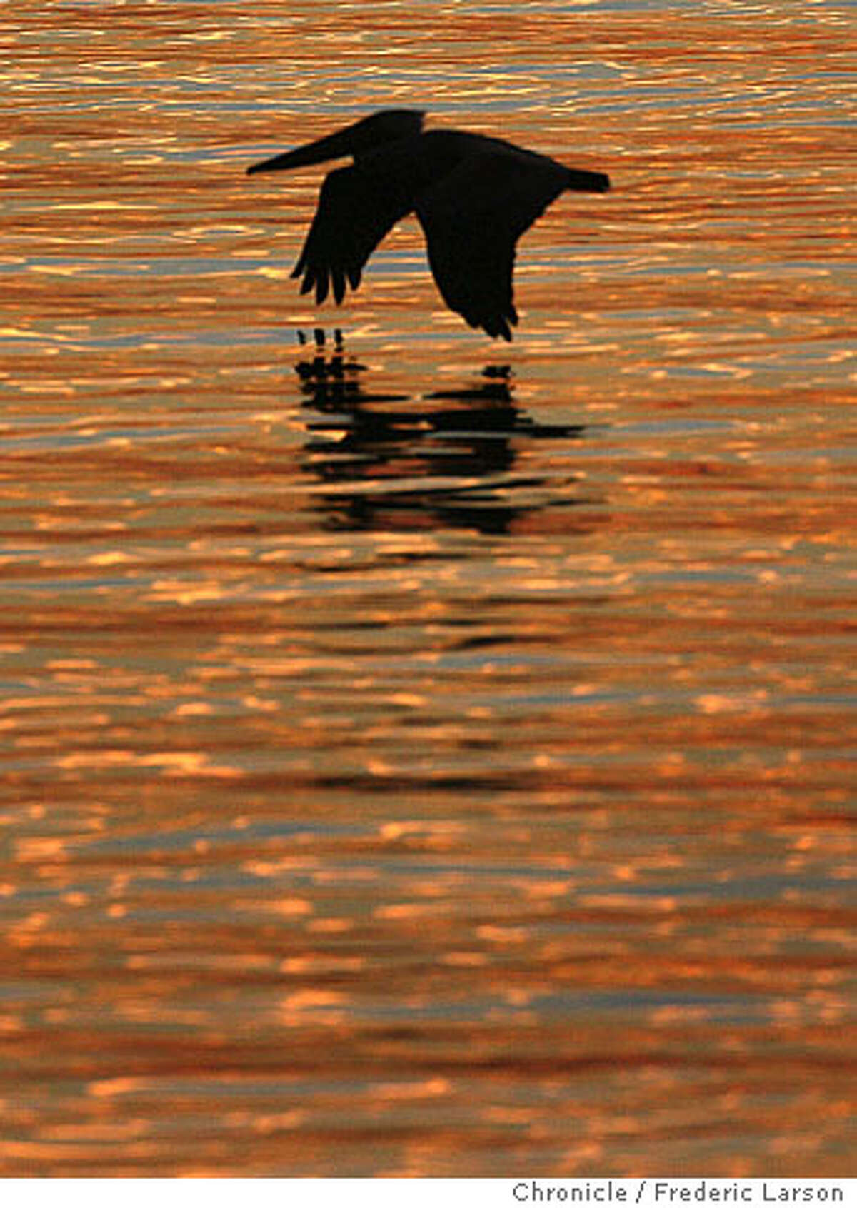 A pelican sails over the bay as the sun warms up the waters during sunrise as seen form Sausalito. 11/15/07 {Photographed by Frederic Larson} Ran on: 11-16-2007 A pelican in flight is reflected in the water as the sun comes up over San Francisco Bay on Thursday. This tranquil scene was caught from the shore in Sausalito. Ran on: 11-16-2007 Ran on: 11-16-2007 Ran on: 11-24-2007