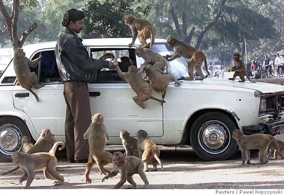 Monkeys Rampaging Monkeys on the rampage in Delhi