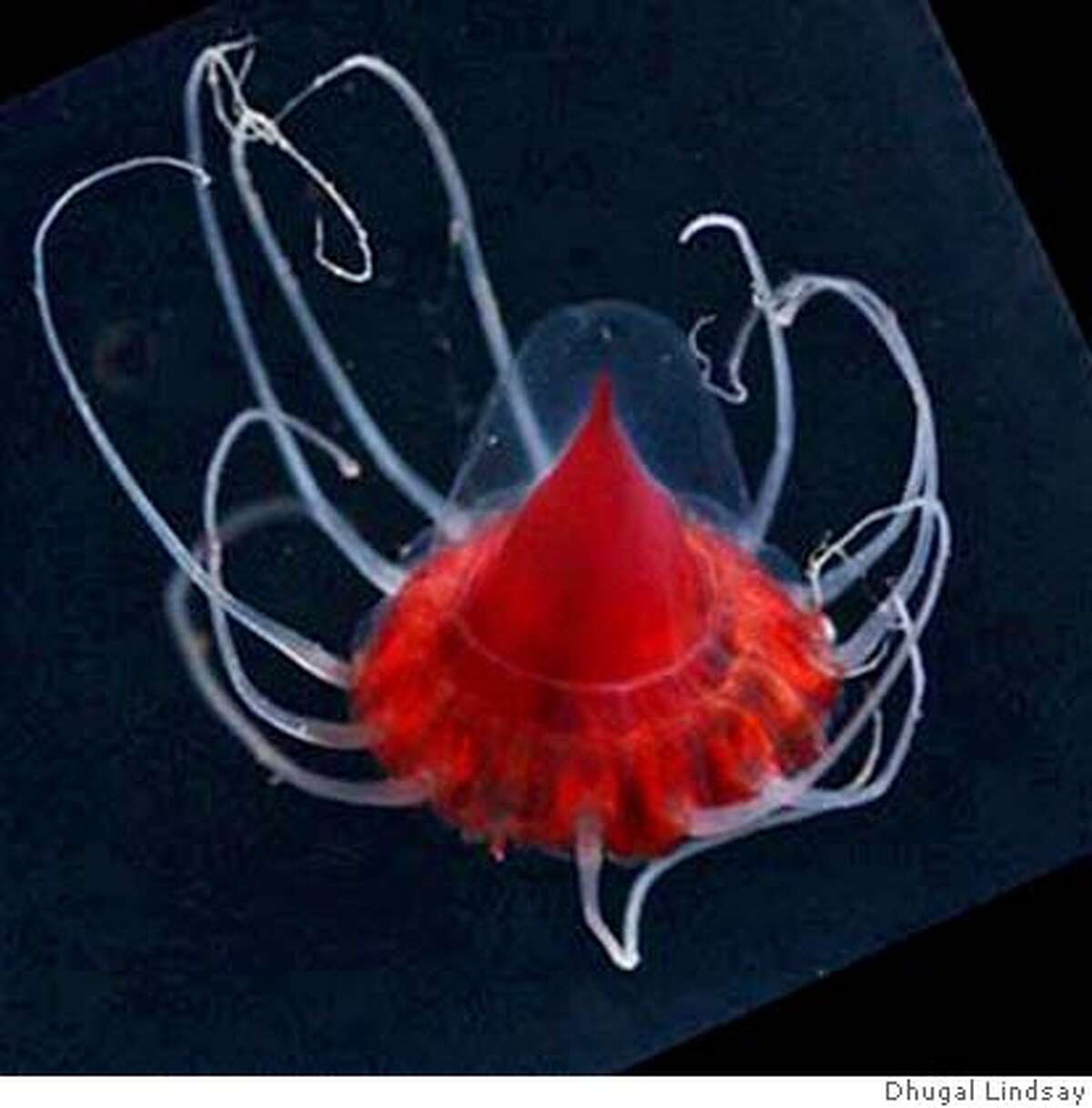 Fossils of jellyfish found in Utah resemble creatures of today